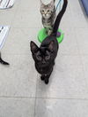 adoptable Cat in evansville, IN named Violeta