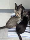 adoptable Cat in evansville, IN named Amarillo