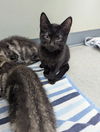 adoptable Cat in evansville, IN named Azul