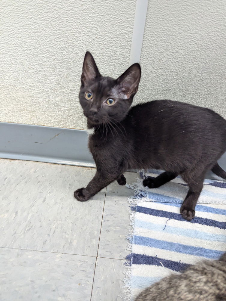 adoptable Cat in Evansville, IN named Indiga