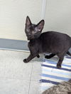adoptable Cat in Evansville, IN named Indiga