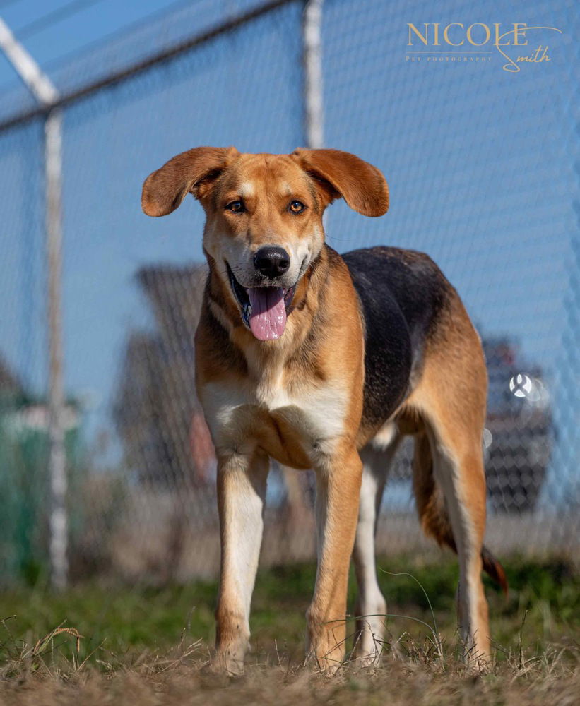 adoptable Dog in Evansville, IN named Randy Travis