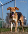 adoptable Dog in evansville, IN named Randy Travis
