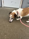 adoptable Dog in evansville, IN named Colby Jack
