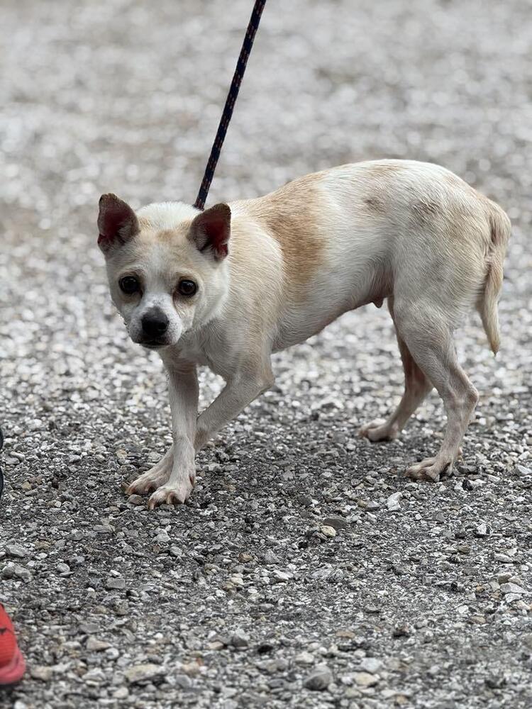 adoptable Dog in Evansville, IN named Annika
