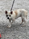 adoptable Dog in evansville, IN named Annika