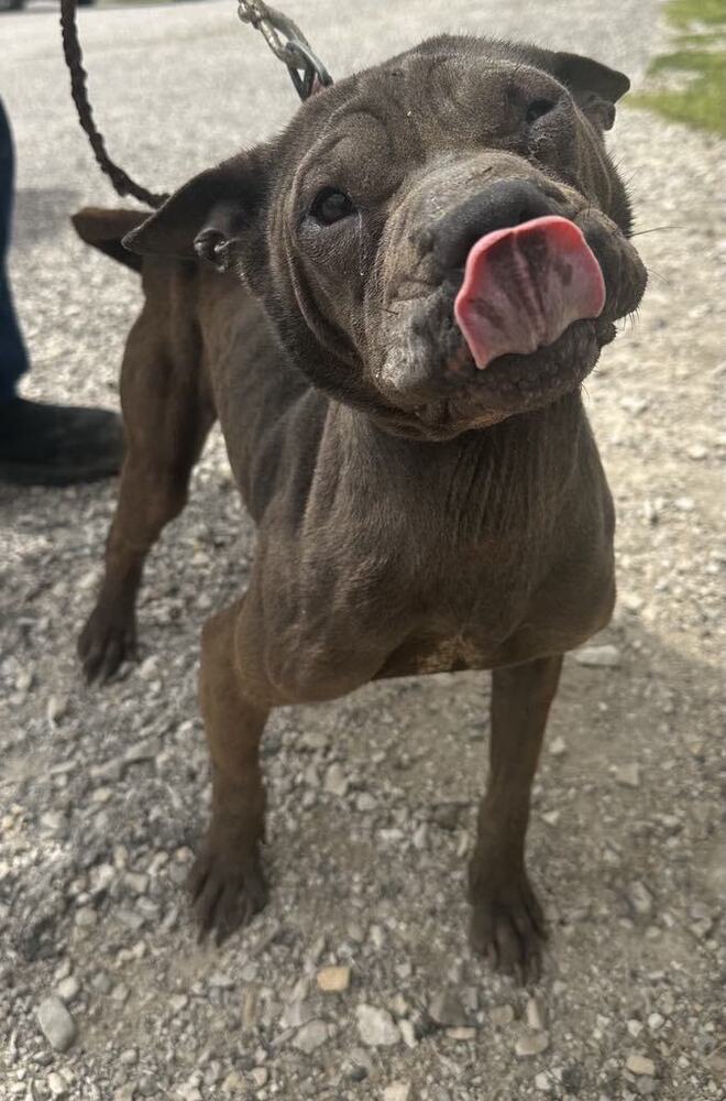 adoptable Dog in Evansville, IN named Chevelle