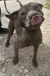 adoptable Dog in evansville, IN named Chevelle