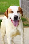adoptable Dog in  named Bartholomew