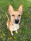 adoptable Dog in evansville, IN named Olive