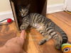 adoptable Cat in evansville, IN named Poppy