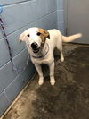adoptable Dog in evansville, IN named Stellan
