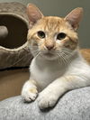adoptable Cat in evansville, IN named Sir Foot