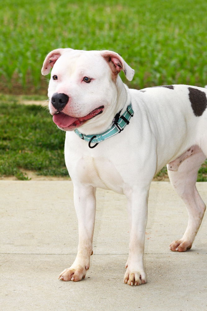 adoptable Dog in Evansville, IN named Slim