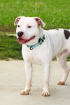 adoptable Dog in evansville, IN named Slim