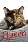 adoptable Cat in evansville, IN named Queen