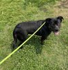 adoptable Dog in Evansville, IN named Mavis