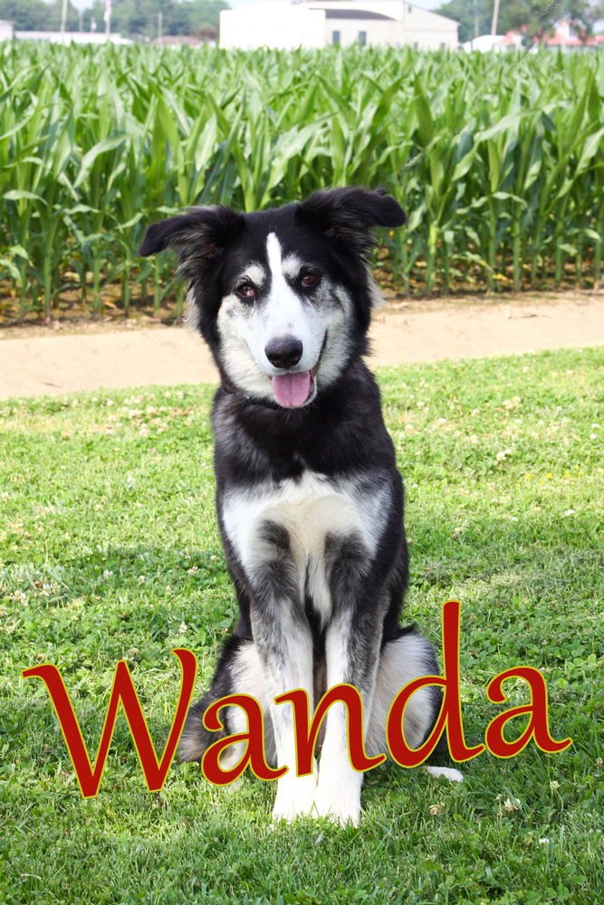 adoptable Dog in Evansville, IN named Wanda