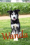 adoptable Dog in evansville, IN named Wanda