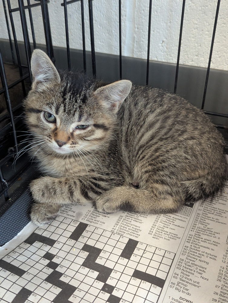 adoptable Cat in Evansville, IN named Summer
