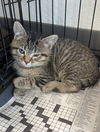 adoptable Cat in evansville, IN named Summer