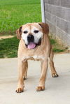 adoptable Dog in Evansville, IN named Harley