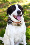 adoptable Dog in Evansville, IN named Iris