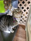 adoptable Cat in Evansville, IN named Mila