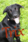 adoptable Dog in evansville, IN named Trix