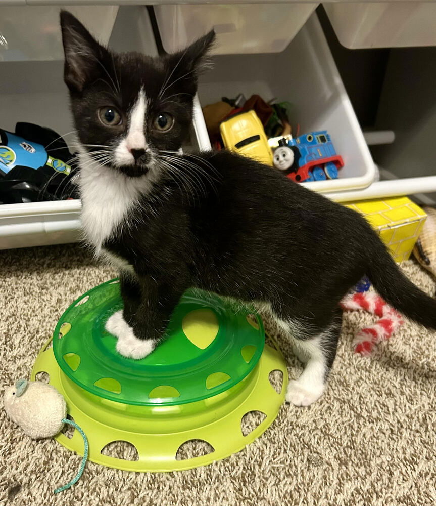 adoptable Cat in Evansville, IN named Nariyah G