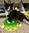 adoptable Cat in Evansville, IN named Nariyah G