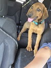 adoptable Dog in evansville, IN named Dakota