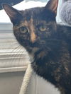 adoptable Cat in Evansville, IN named Nadya