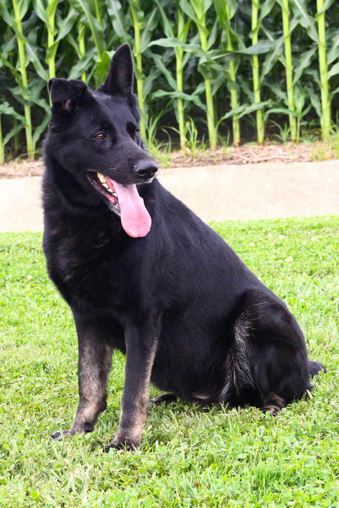 adoptable Dog in Evansville, IN named Roxie