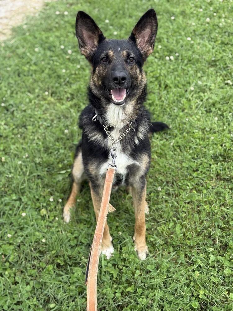 adoptable Dog in Evansville, IN named Cass