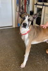 adoptable Dog in evansville, IN named Rockie