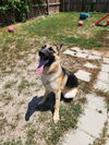 adoptable Dog in  named Odin