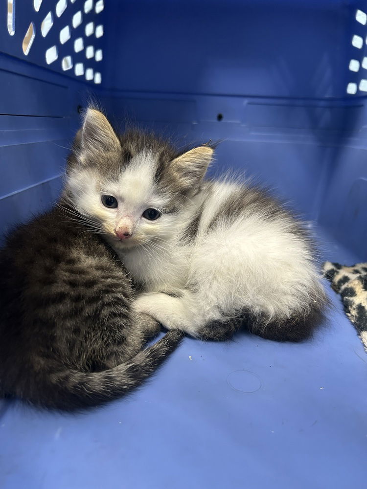 adoptable Cat in Evansville, IN named Stevie