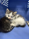 adoptable Cat in evansville, IN named Stevie