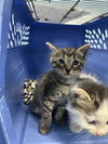 adoptable Cat in evansville, IN named Tony