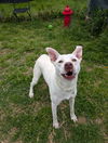 adoptable Dog in  named Ice