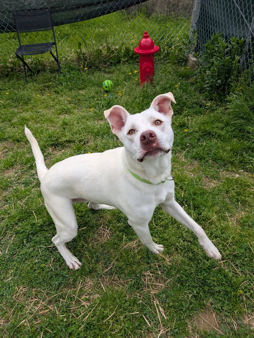 ICE - Pit Bull Terrier available for adoption