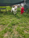 Ice - Photo 3