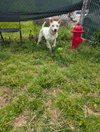 Ice - Photo 4