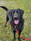 adoptable Dog in evansville, IN named CoCo B