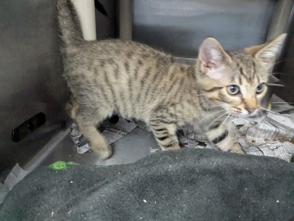 adoptable Cat in Evansville, IN named Curly