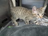 adoptable Cat in evansville, IN named Curly