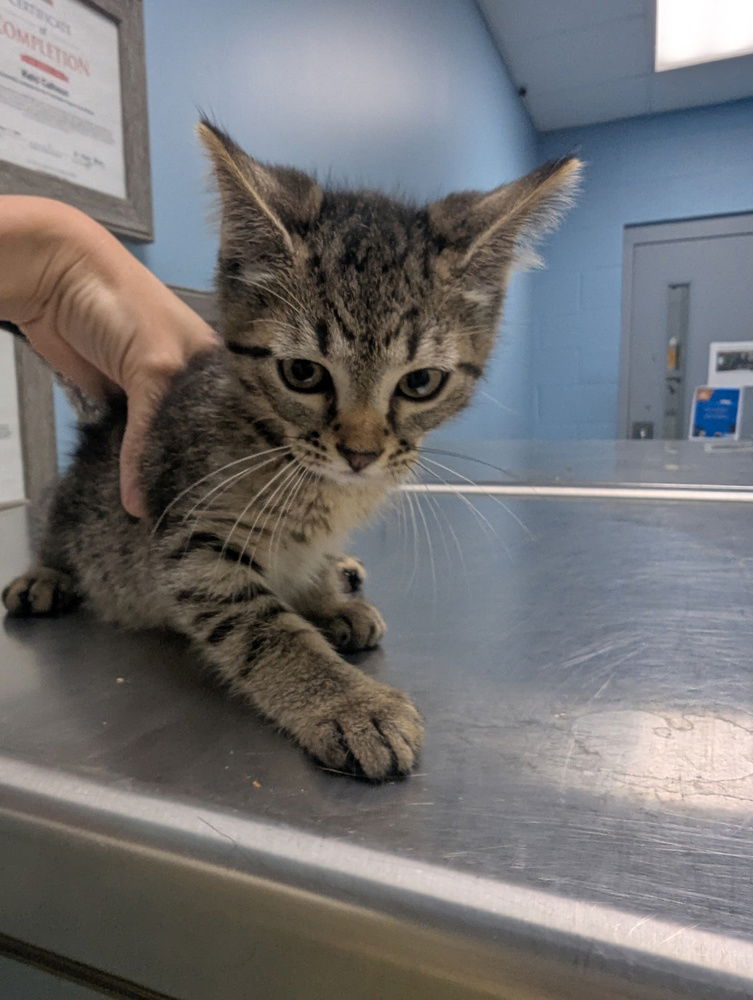 adoptable Cat in Evansville, IN named Moe