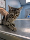 adoptable Cat in Evansville, IN named Moe