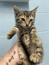 adoptable Cat in evansville, IN named Clint